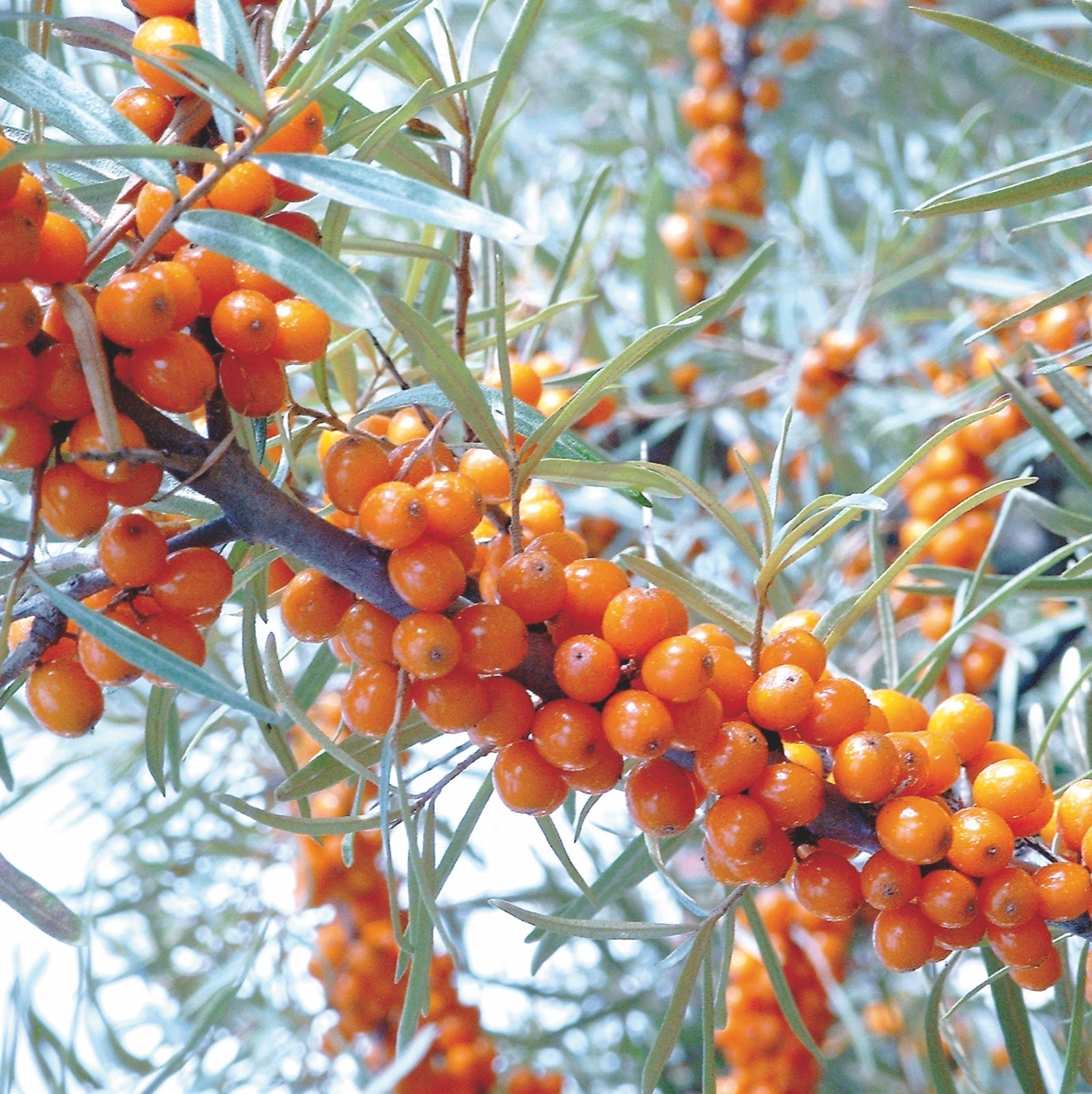 Sea Buckthorn Oil: Benefits for Mucous Membranes