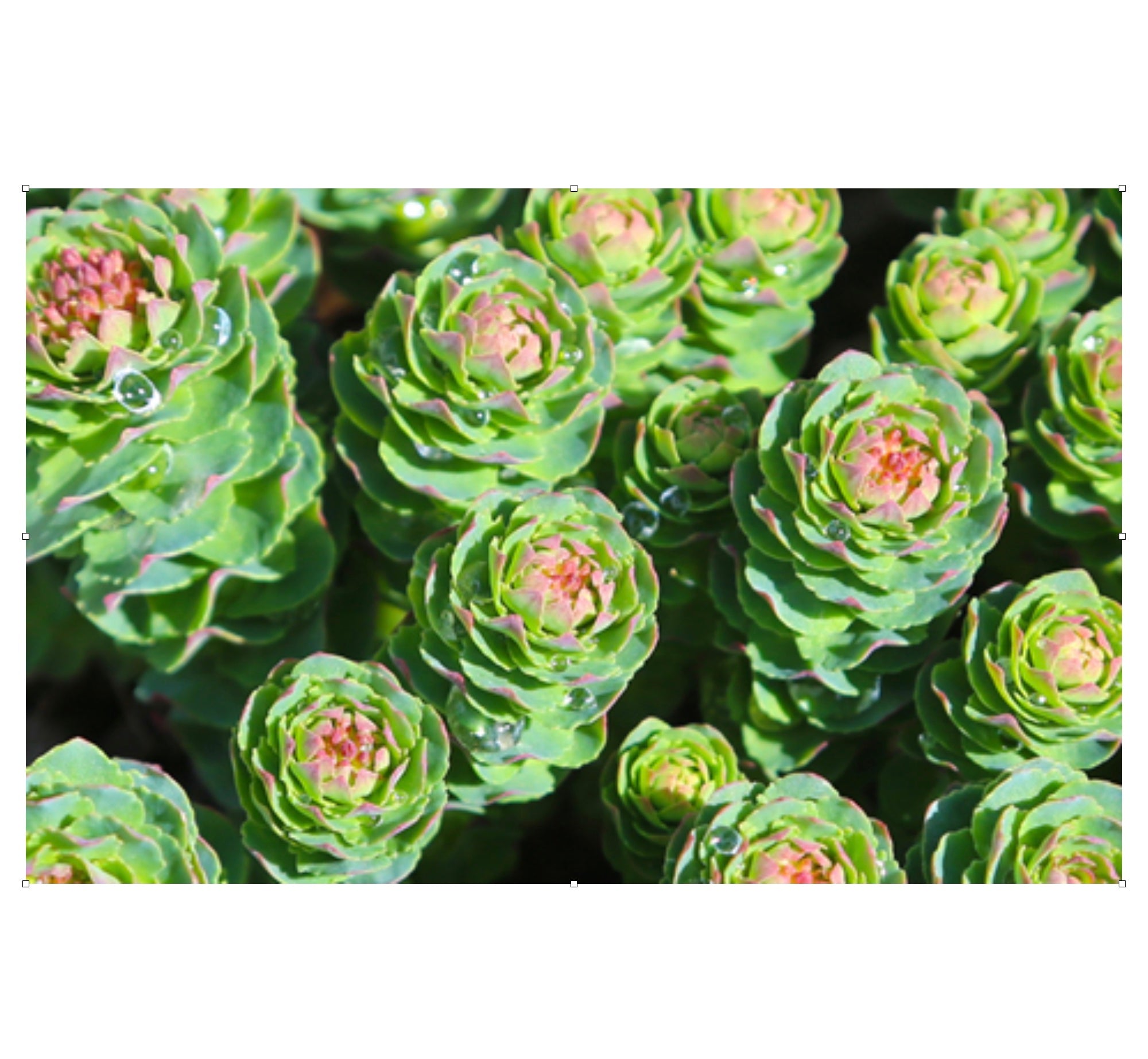 Rhodiola rosea Plus 60 capsules (35 g)