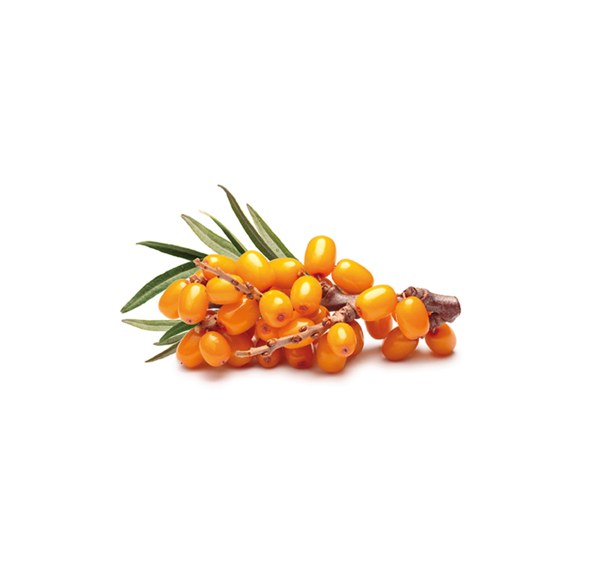 Sanddorn ORGANIC, 50 ml pulp oil